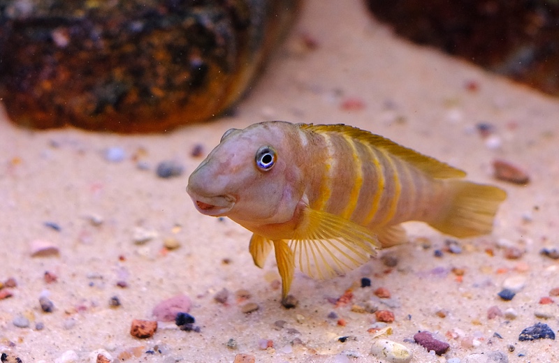 Eretmodus marksmithi 'Milima Island'